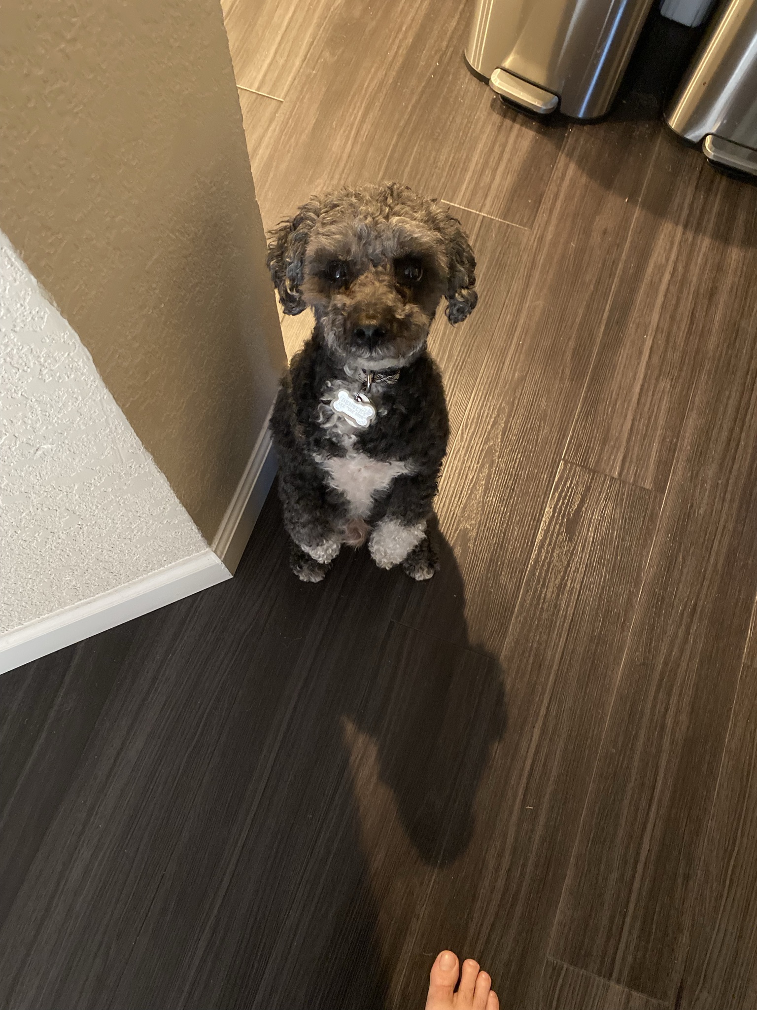 Happy Bentley The Dude smiling - heartwarming funny dog moments